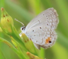 Eicochrysops messapus