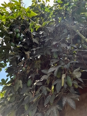 Passiflora tripartita mollissima