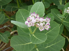 Calotropis