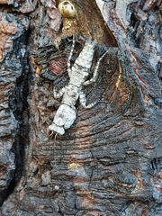 Tarachodes sanctus