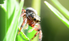 Phidippus clarus