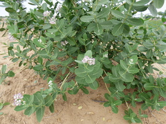 Calotropis