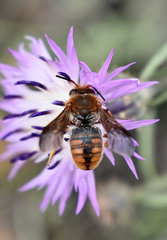 Rhodanthidium