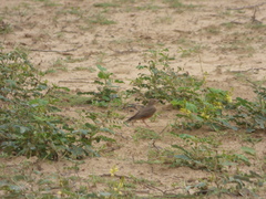 Ammomanes phoenicura