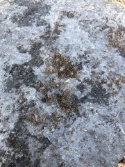Lasius neglectus