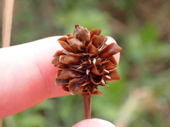 Xyris caroliniana