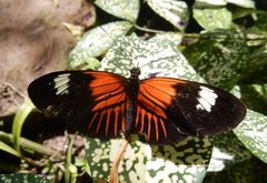 Heliconius erato emma