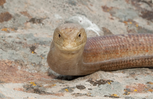 European Glass Lizard