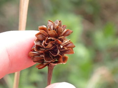 Xyris caroliniana