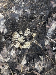 Lasius neglectus