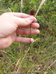 Xyris caroliniana