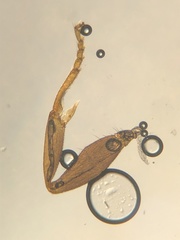 Lasius neglectus