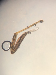 Lasius neglectus