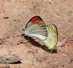 Colotis antevippe gavisa