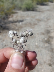Stylocline micropoides