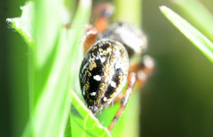 Phidippus clarus