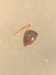 Lasius neglectus