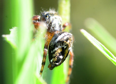Phidippus clarus