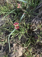 Allium scilloides
