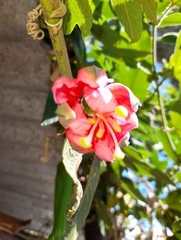 Passiflora tripartita mollissima