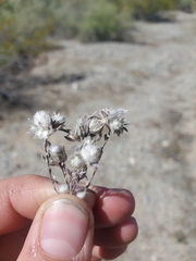 Stylocline micropoides