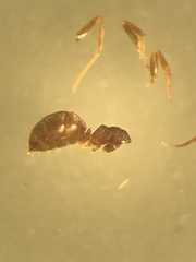 Lasius neglectus