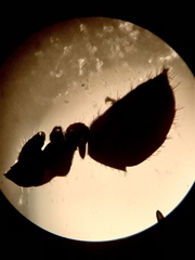 Lasius neglectus