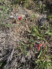 Allium scilloides