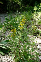 Lysimachia verticillaris