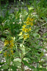 Lysimachia verticillaris