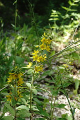 Lysimachia verticillaris