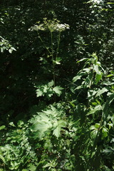 Heracleum sommieri