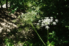 Heracleum sommieri
