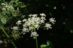 Heracleum sommieri