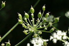 Heracleum sommieri