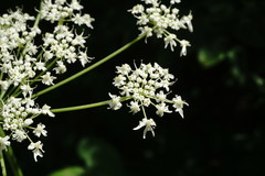 Heracleum sommieri