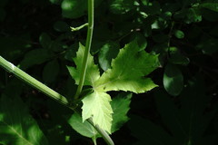 Heracleum sommieri