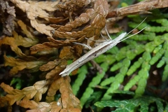 Ypsolopha mucronella
