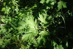 Heracleum sommieri