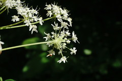 Heracleum sommieri