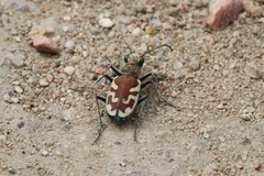 Cicindela lengi