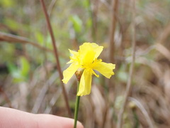 Xyris stenotera