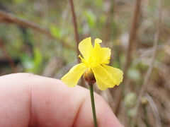 Xyris stenotera