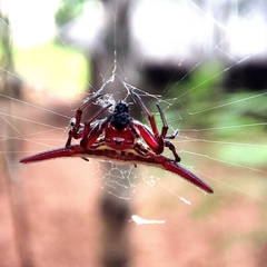 Gasteracantha milvoides