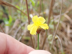 Xyris stenotera