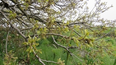 Quercus ithaburensis