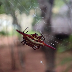 Gasteracantha milvoides