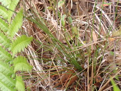 Xyris stenotera
