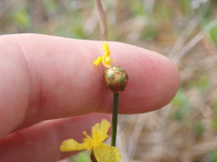 Xyris stenotera
