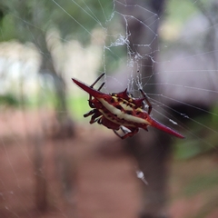 Gasteracantha milvoides